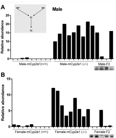 FIg. 4.  The influence of backcrossing between WT and Cyp2e1-null mice on 2-piperidone distribution in urine