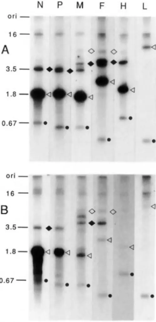 Figure 2. Northern blotanalysis of six MV-specific tran- tran-scripts: (A) with total RNAderived from lytically infected HeLacells and (B) withtotal RNAderived  frombraintis-suefroma patientwithMIBE