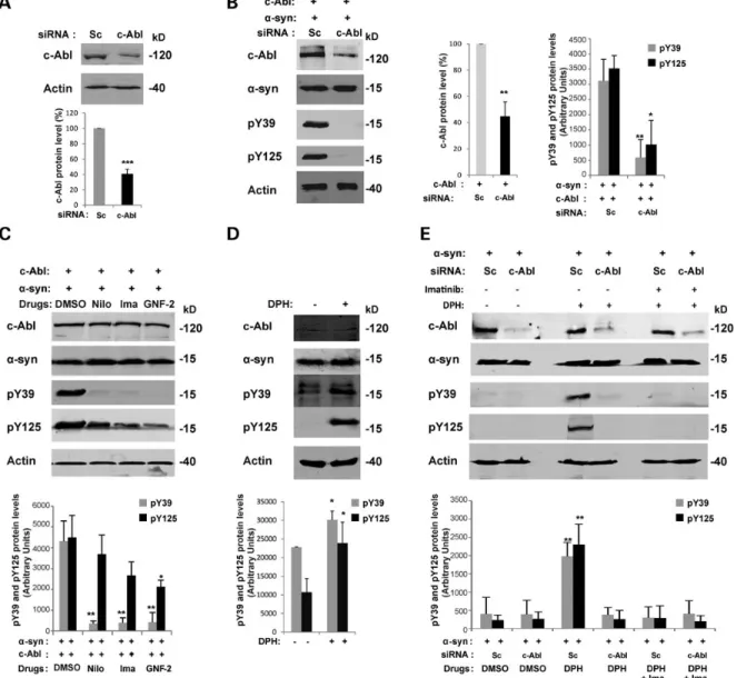 Figure 7. Modulation of c-Abl activity regulates a-syn phosphorylation at Y39 and Y125 residues