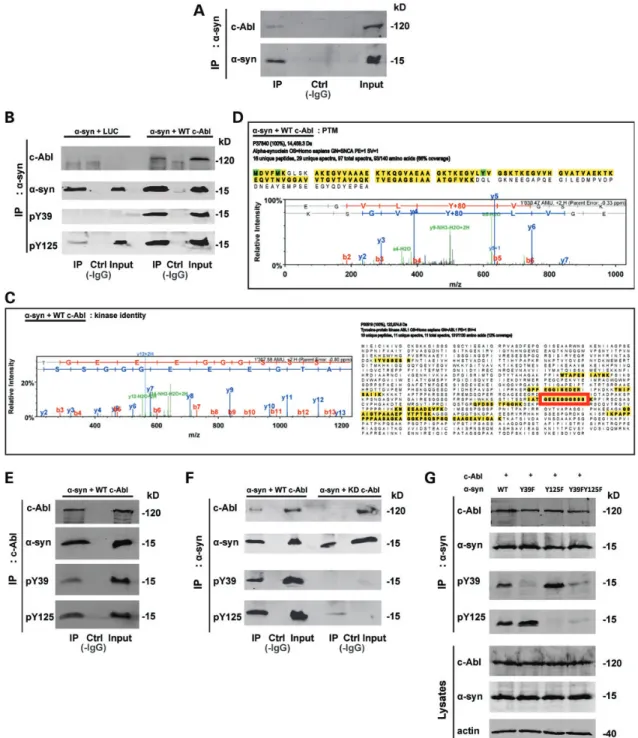 Figure 8. c-Abl interacts with a-syn. (A) Co-immunoprecipitation of endogenous/native a-syn and c-Abl