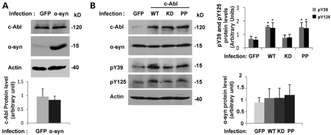 Figure 9. a-syn protein level does not increase in cortical neurons infected by c-Abl