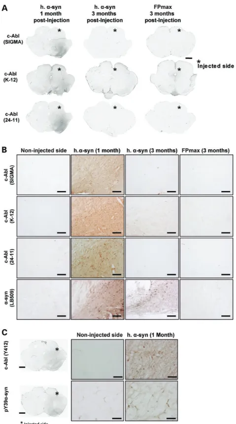 Figure 4. c-Abl protein levels increase transiently upon a-syn overexpression in rat midbrains