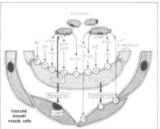 Figure 8 Endothelium-dependent (•. n = 5) relaxation of aggre- aggre-gating platelets in the normal human internal mammary artery.