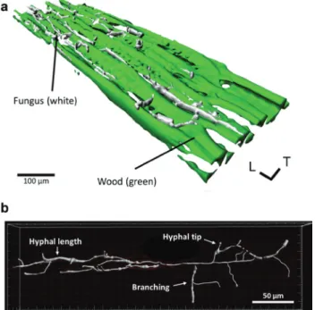 Figure 1 (a) CLSM image of a transverse section of Norway spruce  heartwood (green) colonized by hyphae (white) of P