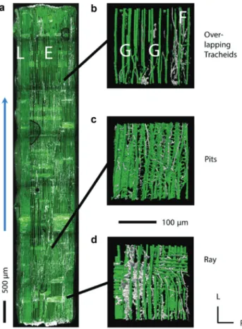 Figure 3 Density allocation of the mycelium of P. vitreus in Norway  spruce heartwood.