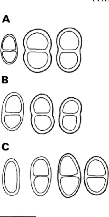 FIG. 1. Spore ontogeny with early septum formation;