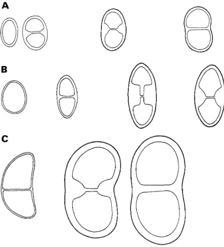 FIG. 2. Spore ontogeny with early septum formation; median but no apical thickenings are formed