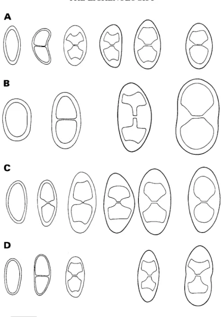 FIG. 3. Spore ontogeny with early septum formation; median and apical thickenings are formed