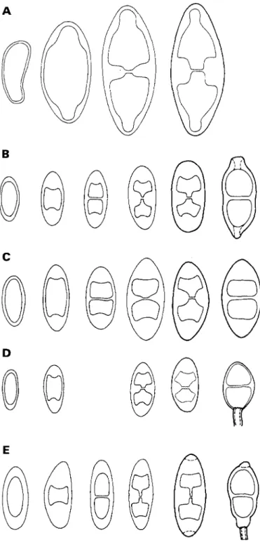FIG. 4. Spore ontogeny with delayed septum formation. A with median and lateral internal wall thickenings, B-E with median and apical wall thickenings