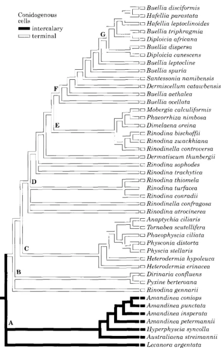 FIG. 6. Strict consensus tree of 405 shortest trees. Characters are weighted in order to give each character group equal importance; tree length 3320 consistency index 0-38
