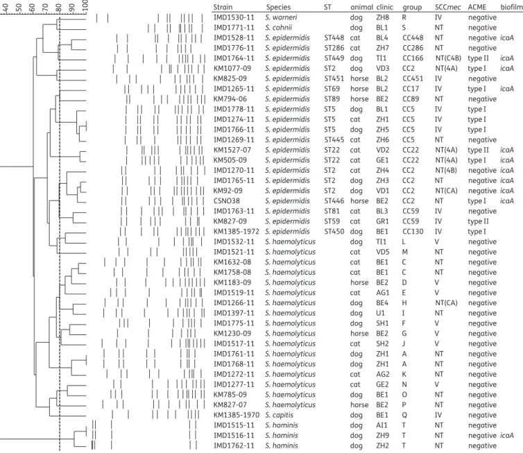 Figure 1. Phylogenetic tree constructed from the PFGE pattern of methicillin-resistant S