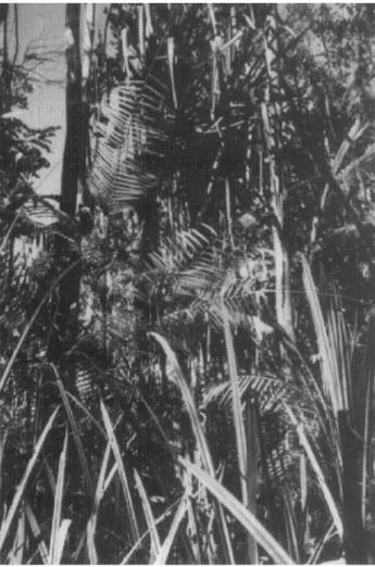 FIG. 4. Typical aspect of the swamp-forest in the northeastern part of the swamp, close to Puriala
