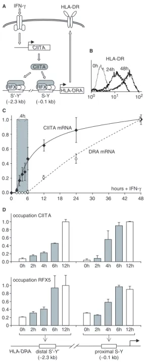 Figure 1. Precise timing of IFN-g-induced HLA-DRA expression.
