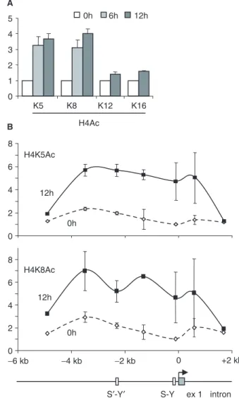 Figure 2. Spatial and temporal patterns of the induction of histone acetylation at the HLA-DRA gene