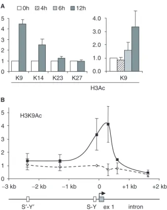 Figure 4. Speciﬁcity of H3 acetylation induced at the HLA-DRA gene.