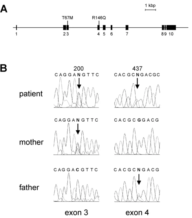 Figure 4. Human ALG12 gene. (A) Genomic organization of the human ALG12 gene, with exons represented as numbered boxes