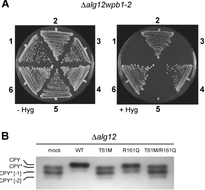 Figure 5. Phenotypes of ALG12 yeast mutants. (A) Growth phenotype of Dalg12wpb1–2 yeasts transformed with (1) empty pRS416 vector or with pRS416 vector expressing (2) the normal S