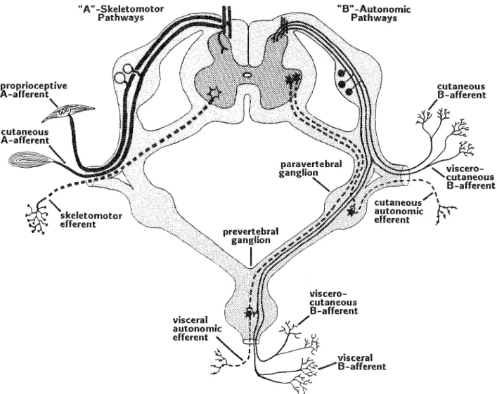 Figure 4. Afferent and efferent components of the spinal nerves and ganglia. The left-hand side shows the A-afferent and skeletomotor (somatic) efferent (dashed line) divisions
