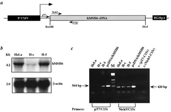 Fig. 1. Northern blot and RT–PCR analysis of hMSH6 expression in H-5 cells. (a) Schematic representation of the retroviral expression vector