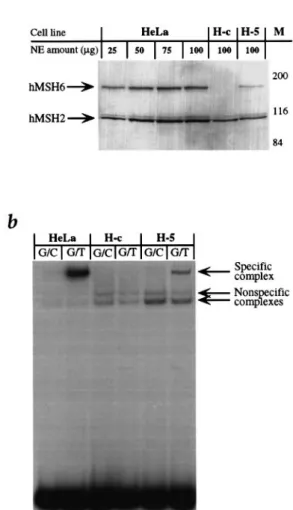 Fig. 2. (a) Immunoblot analysis of HeLa, H-c and H-5 extracts. Monoclonal antisera to hMSH6 and hMSH2 recognized bands of 160 and 100 kDa, respectively