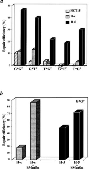 Fig. 3. Mismatch repair assays. (a) Correction efficiency of the G/T, T/G and G/G M13mp2 heteroduplex substrates, carrying a strand discrimination signal either 5 9 or 3 9 from the mispair