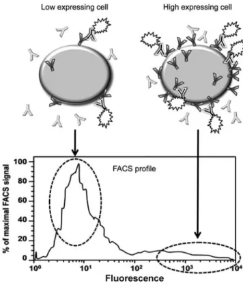 Figure 1 depicts a schematic representation of the FACS-based selection procedure used for the identification and cloning of high-producing cells, out of a population of stably transfected CHO cells