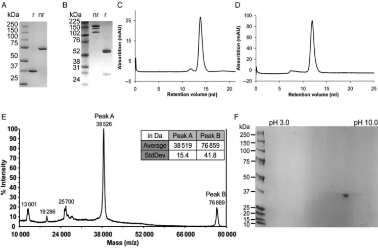 Fig. 4. Quality controls of purified SIP(L19) and IgG(L19). (A and B) SDS – PAGE analysis of purified SIP(L19) and IgG(L19) under non-reducing (NR) and reducing (R) conditions