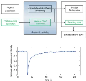 Fig. 1. Above: Outline of the stochastic hybrid model of FRAP experi- experi-ments. Below: An example simulated curve for a diffusion coefficient of 2 mm 2 =s, a bound fraction of 25% and a residence time of 3 s