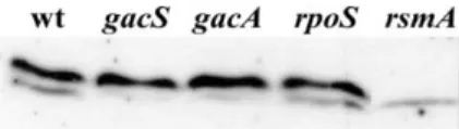 Fig. 3. RsmA levels are not aﬀected by GacS, GacA or RpoS. An equivalent amount of cells from strains CHA0 (wt), CHA19 (gacS), CHA89 (gacA), CHA815 (rpoS) and CHA809 (rsmA) was taken from stationary phase cultures, subjected to SDS–PAGE, and analysed by We