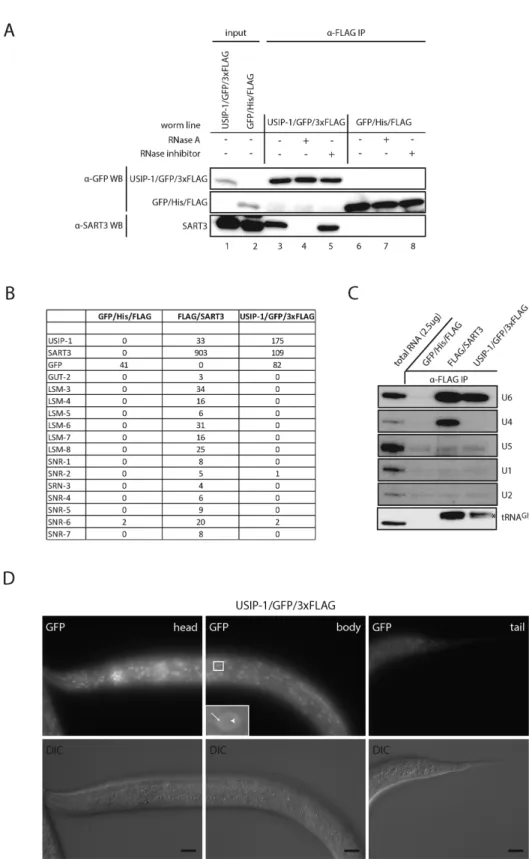 Figure 3. SART3 and USIP1 / ZK863.4 are in a U6 snRNA-containing complex. (A) Western blot of anti-FLAG co-IP of C-terminally GFP / 3xFLAG- 3xFLAG-tagged USIP-1 (lanes 1 and 3–5) and a C-terminally His / FLAG-tagged GFP control construct (lanes 2 and 6–8)