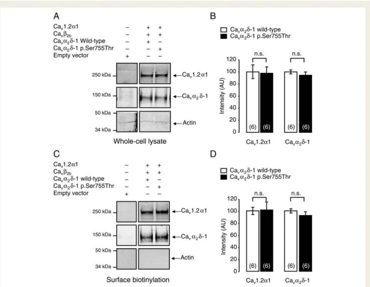 Figure 5 Surface biotinylation assays were performed using Ca v 1.2 a 1/Ca v b 2b /Ca v a 2 d -1 and Ca v 1.2 a 1/Ca v b 2b /Ca v a 2 d -1 p.Ser755Thr subunit- subunit-transfected HEK-293 cells