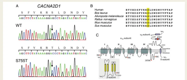 Figure 2 Genetic analysis identified a novel CACNA2D1 mutation. (A) Electropherograms of wild-type (WT) and mutant CACNA2D1 gene showing a heterozygous transition c.2264G 