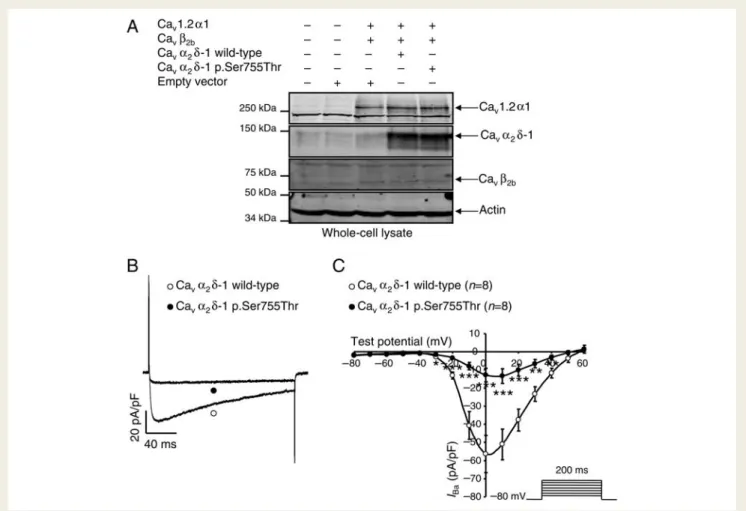 Figure 4 The barium current (I Ba ) is reduced by Ca v a 2 d-1 p.Ser755Thr. (A) Western blot showing that the expression of all subunits is not modified in the condition where Ca v a 2 d-1 p.Ser755Thr is expressed compared with the control condition (Ca v 