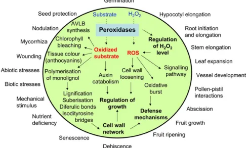 Fig. 1. Schematic structures of class III peroxidases. (A) Secondary structure. The helix composition and position is represented using cysteine (C) conserved residues and distal and proximal histidine (Hd and Hp) as reference