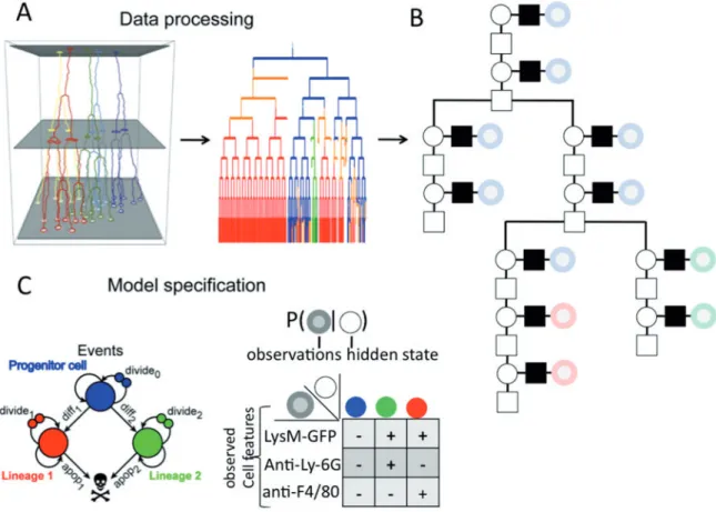 Fig. 1. Conversion of a time lapse video into a factor graph. (A) Image processing. Left: Cell entities are identified on a series of consecutive pictures of the same area on a cell culture plate