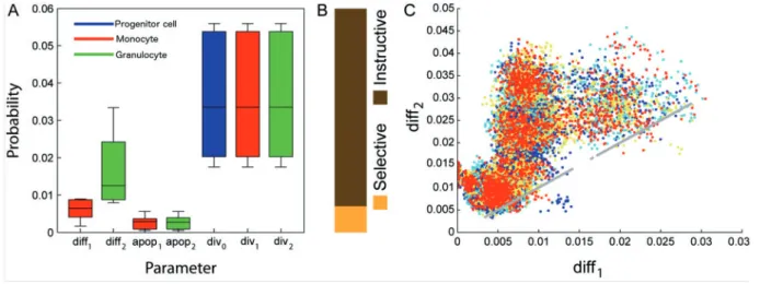 Fig. 4. Parameters estimated from the progenitor cell differentiation data (A). Boxplots summarize the mean parameter values obtained from 10 independent MCMC runs