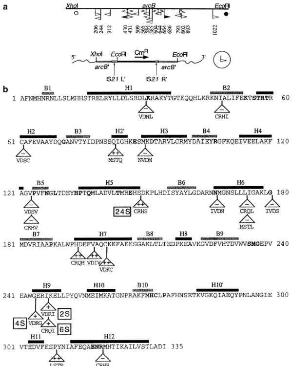 Fig. 4. Insertions of pME6 in the arcB gene of pME3659. (a) Sites of insertion in arcB are indicated by flags whose orientation is defined below; numbers refer to arcB nucleotides downstream of the unique XhoI site (Baur et al., 1987); s , translation star