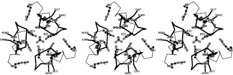 Fig. 8. Sulfate binding site at the interface between three cOTC monomers. Sulfate (tetrahedral molecule in 3-fold axis) is bound by ionic interactions with Arg32, Arg28 and Arg146