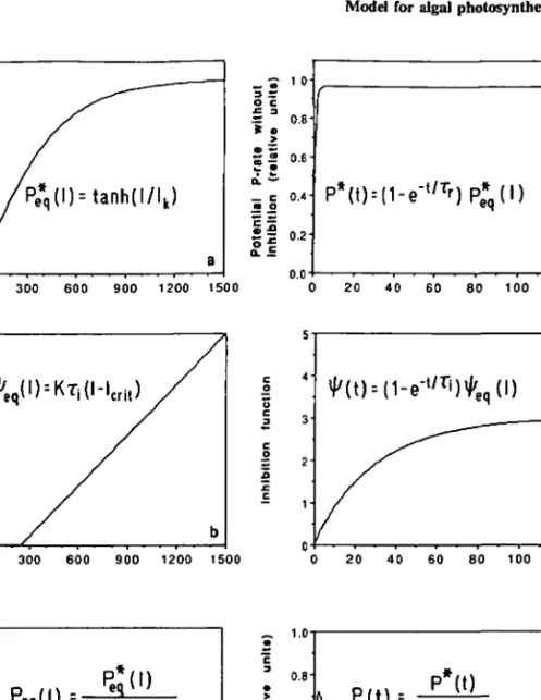 Fig. 2. Illustration of model characteristics: (a-c) steady state values P* q , ty €q , and P eq  as a function of light intensity/, and (d-f) temporal evolution of potential photosynthesis P* (no light inhibition), light inhibition function ty, and actual