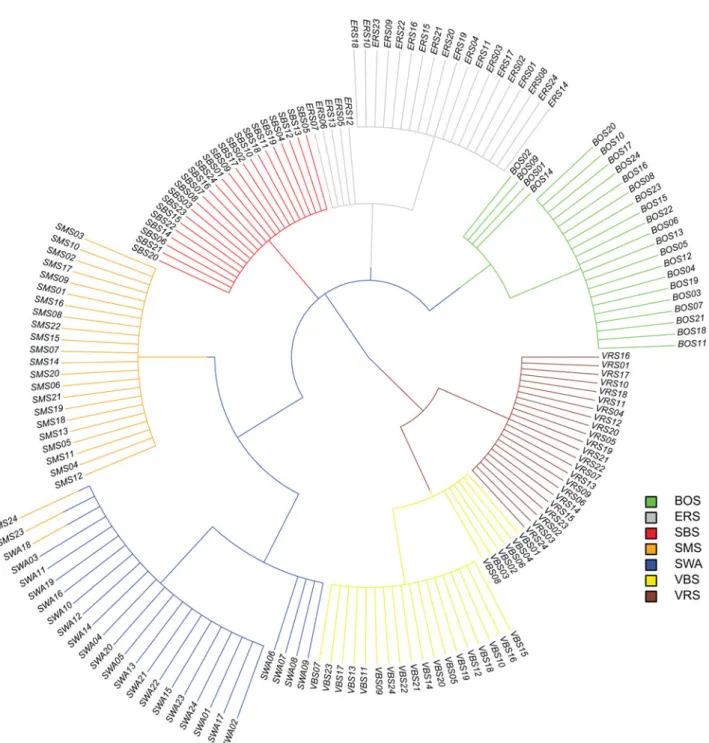 Figure 4. Network-based-cluster tree for the seven breeds (thick lines equal ibs-distances >0.8 and thin lines equal ibs-distances <0.8).