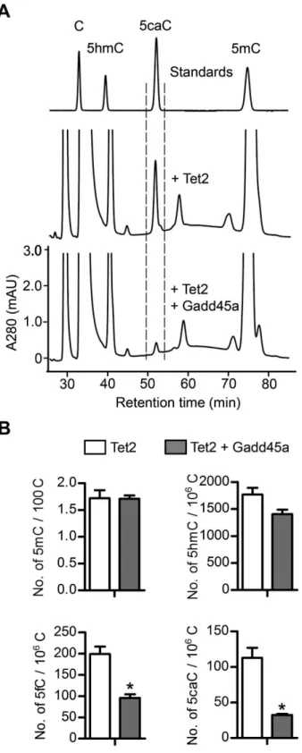 Figure 2. Ectopic expression of Gadd45a reduces genomic 5fC and 5caC generated by Tet2 in transfected HEK293T cells
