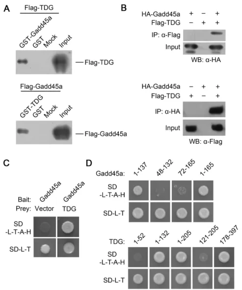 Figure 3. Gadd45a interacts with TDG in vitro. (A) GST and Flag pull-down assay. Western blot analysis of Flag-TDG in fractions obtained from a GST pull-down assay using GST-Gadd45a (lane 1) or GST (lane 2) (upper panel) and viceversa (lower panel)