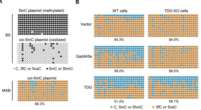 Figure 5. Gadd45a promotes conversion of 5fC and 5caC into unmodified cytosine in a TDG-dependent manner in transfected cells