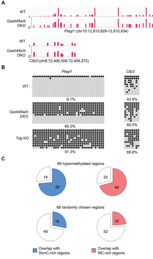Figure 6. Locus-specific hypermethylation in Gadd45a / b DKO mouse ES cells. (A) Representative loci of hypermethylation in Gadd45a / b DKO ES cells mapped by RRBS analysis