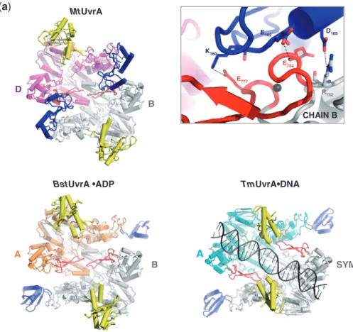 Figure 5. MtUvrA dimer organization. (a) Comparison between the functional dimeric assemblies of MtUvrA (upper side, left), BstUvrA (lower side, left) and TmUvrA (lower side, right) as viewed from their ventral surface, upon optimal superposition; the two 