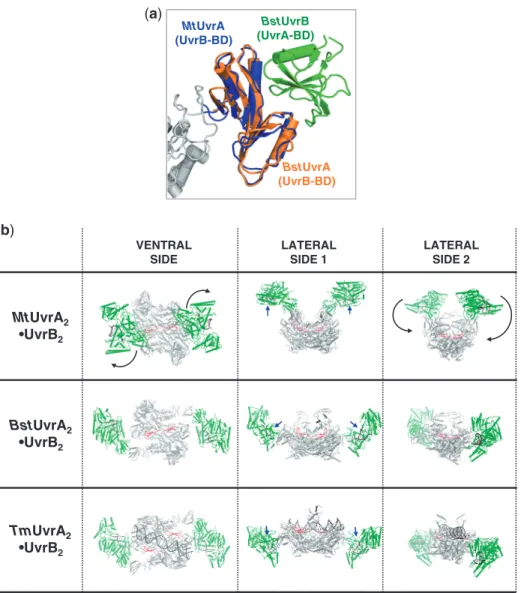 Figure 7. Modelling of the association of UvrA to UvrB. (a) Cartoon representation of B