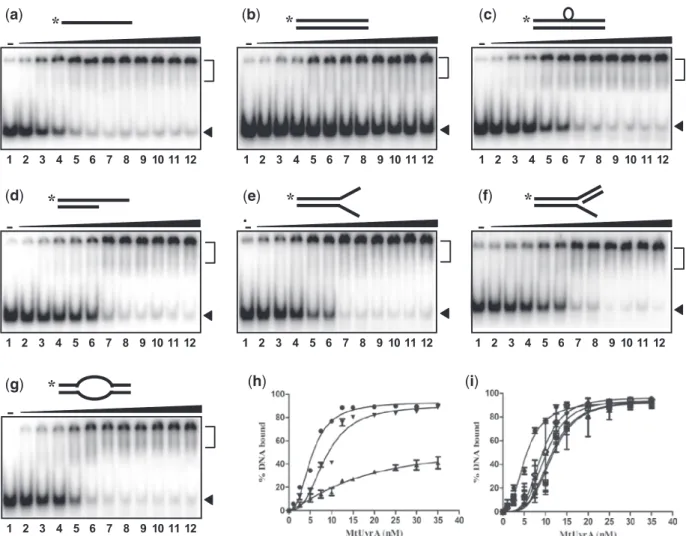 Figure 2. Mycobacterium tuberculosis UvrA binds preferentially to DNA intermediates containing single-stranded region