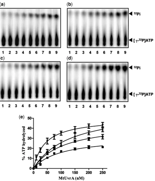 Figure 3. Mycobacterium tuberculosis UvrA is a DNA-dependent ATPase. Reactions mixtures contained 100 nM of the indicated DNA co-factor, 50 mM [g- 32 P]ATP in the absence (lane 1) or presence of 10, 25, 50, 75, 100, 150, 200 and 250 nM MtUvrA (lanes 2–9), 