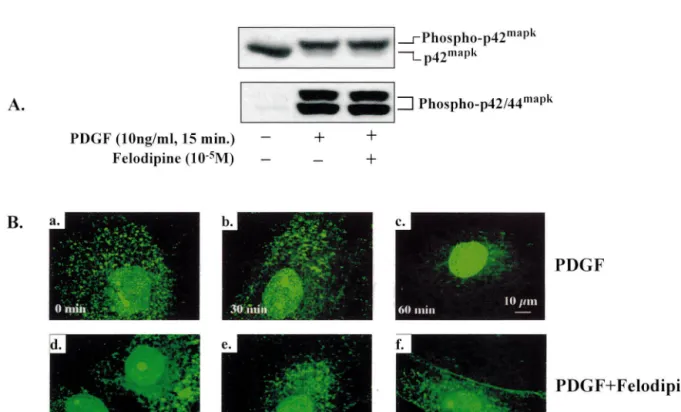Fig. 2. Effects of felodipine on activation and nuclear translocation of p42 / 44mapk in human VSMC: (A) PDGF-BB (10 ng / ml, 15 min) phosphorylated p42 / 44mapk as measured directly by anti-phospho-p42 / 44mapk (lower panel) or slower mobility (upper pane