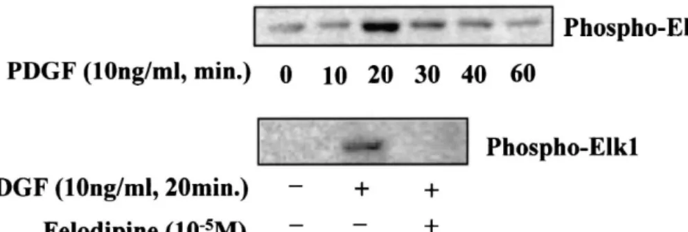 Fig. 3. Time course of PDGF-BB-induced Elk-1 phosphorylation (upper panel). The phosphorylation of Elk-1 induced by the growth factor was prevented by felodipine (10 25 mol / l, lower panel)